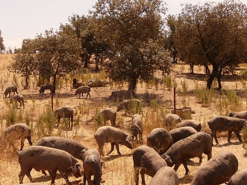 Nueva norma de Calidad para los Productos del Cerdo Ibérico