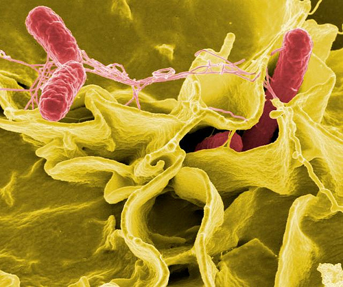 El peligro de la Salmonella en las comidas preparadas